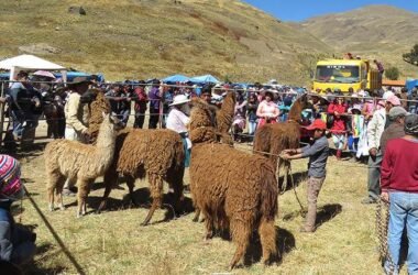 Una feria de camélidos en las poblaciones aledañas a Misicuni. | Los Tiempos