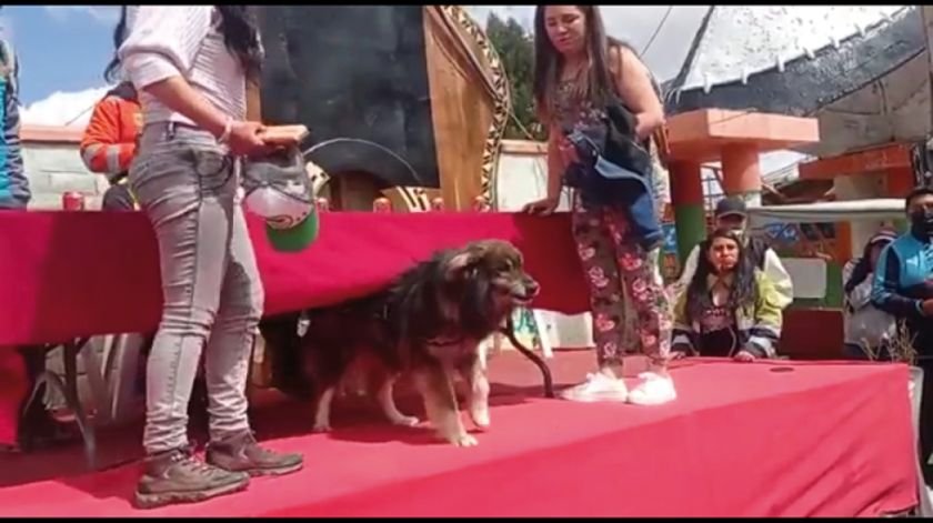 “PETARDO”. El perrito que en 2015 acompañó la movilización potosina reapareció ayer. CAPTURA DE VIDEO