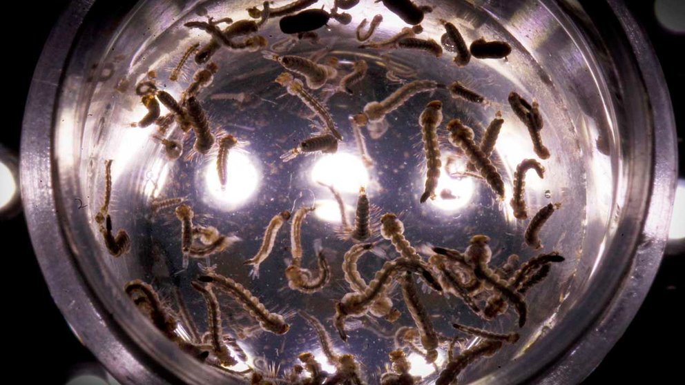 Vista de larvas del mosquito Aedes Aegypti en un laboratorio, en una fotografía de archivo./ EFE