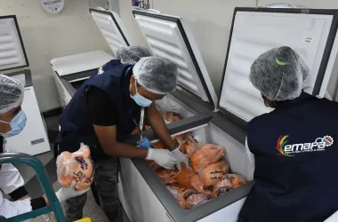 La estatal venderá la proteína en Bs 13,50. Los productores de Cochabamba informaron que frutas y verduras se pudren en las carreteras. Hay muertes de animales, como cerdo y pollos.