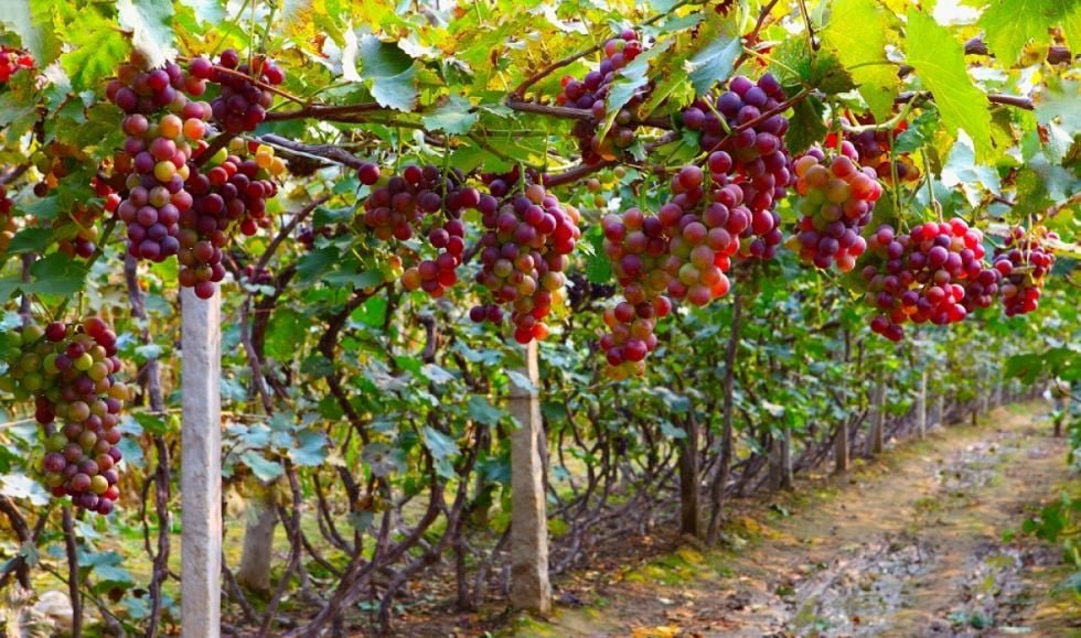 Producción de uva en el valle central de Tarija.
