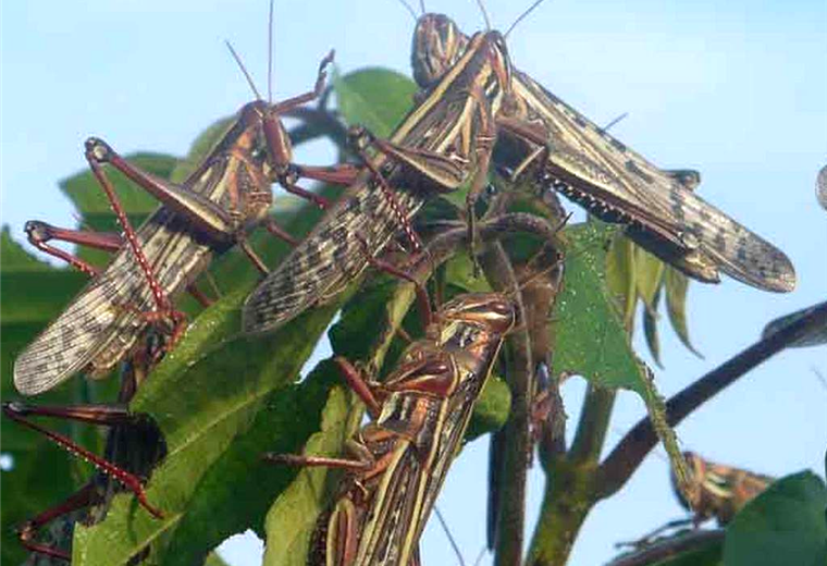 Las langostas atacan los cultivos en Yacuiba 
